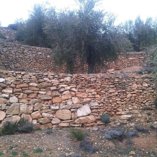 Pedra seca i oliveres