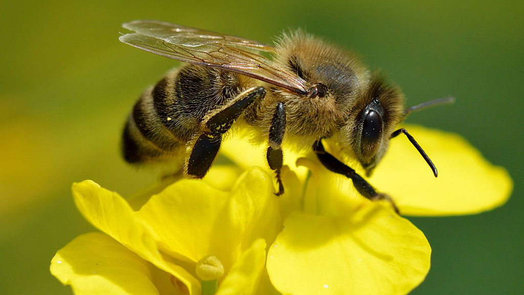 apis_mellifera_-_brassica_napus-150518.jpg apis_mellifera_-_brassica_napus-150518.jpg