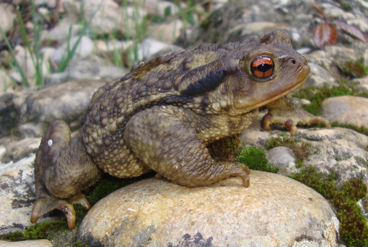 bufo_bufo_amfibis_reptils.jpg