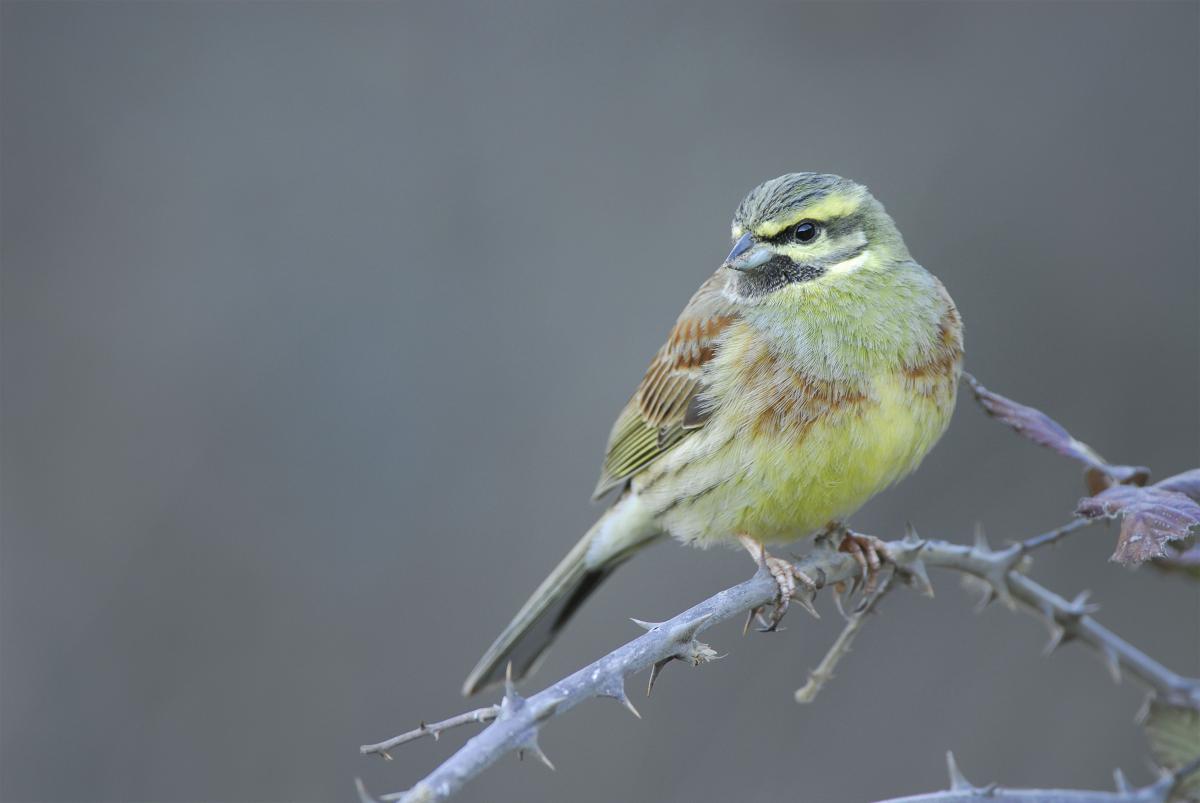 curs_ico_-_emberiza_cirlus_-_jordi_bas.jpg curs_ico_-_emberiza_cirlus_-_jordi_bas.jpg
