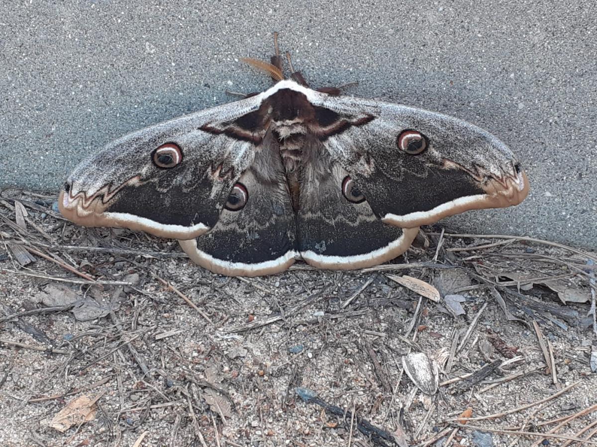 fauna_nocturna.jpg fauna_nocturna.jpg