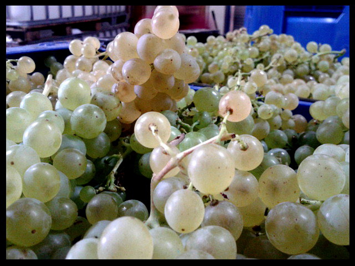garnatxa_blanca_2.jpg garnatxa_blanca_2.jpg
