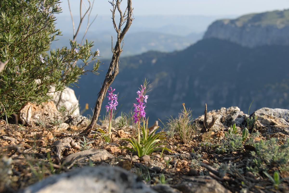 orchis_mascula2c_carena_serra_major_28montsant29.jpg