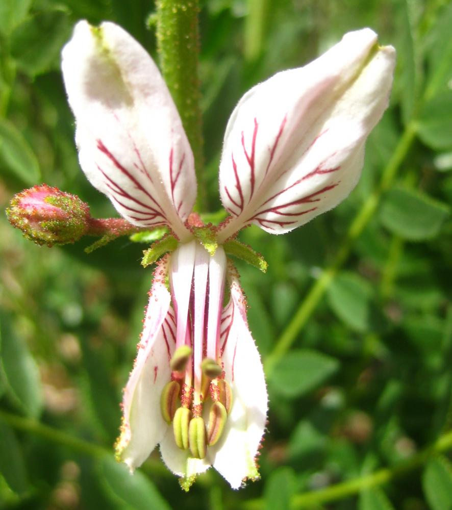 pnmon_flora_dictamnus_hispanicus_maurici.jpg pnmon_flora_dictamnus_hispanicus_maurici.jpg