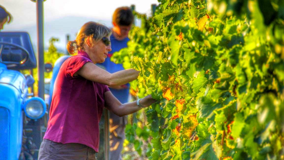 priorat_grape_harvest_gratallops_celler_devinssi_2021_5.jpg priorat_grape_harvest_gratallops_celler_devinssi_2021_5.jpg