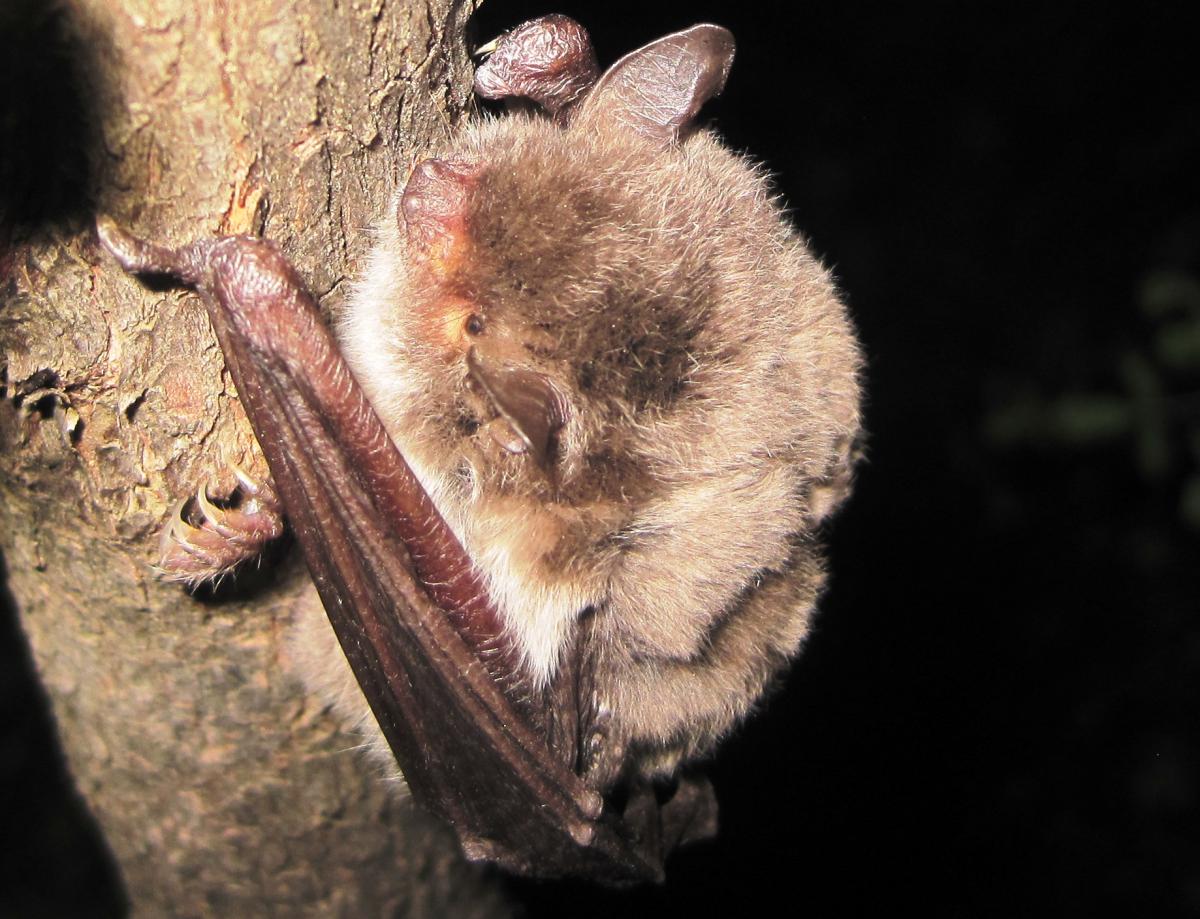 ratpenats_de_peus_grans_myotis_capaccini.jpg ratpenats_de_peus_grans_myotis_capaccini.jpg