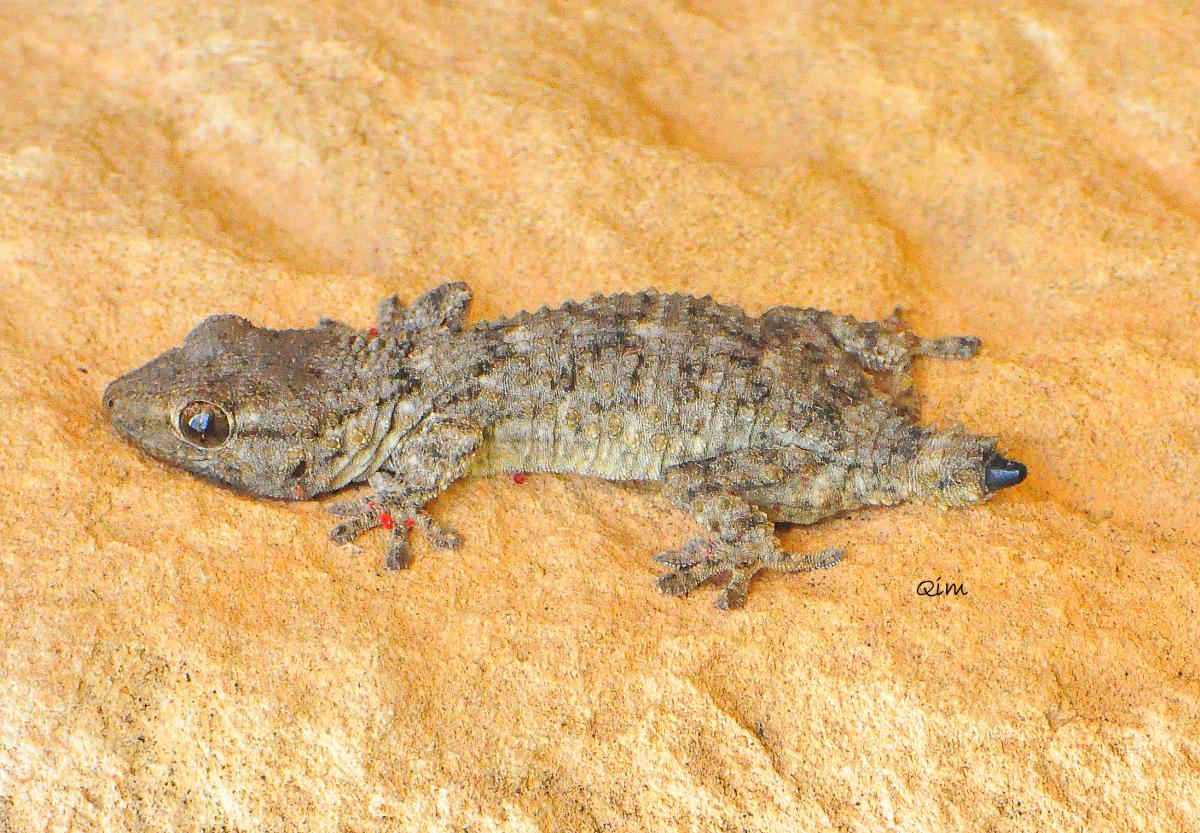 reptils2.tarentola._dragonet.jpg