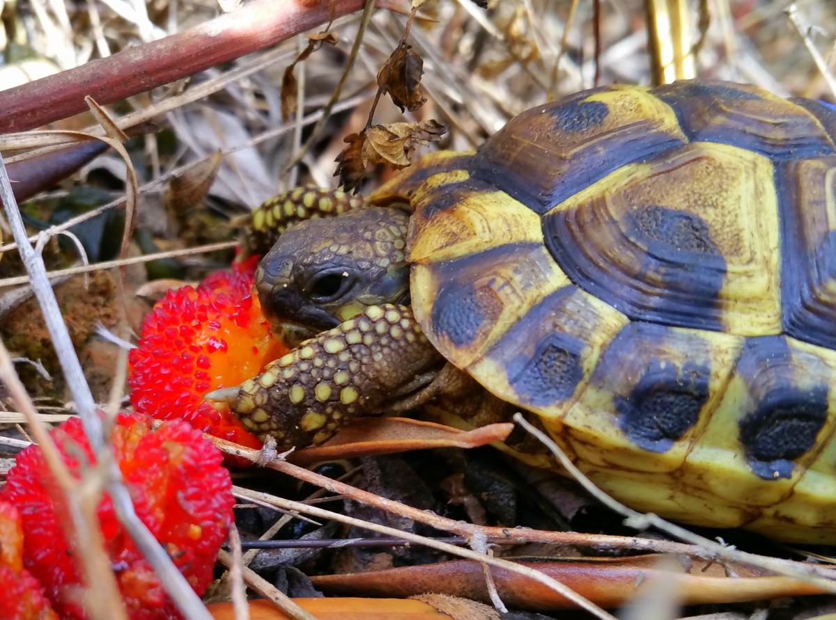 tortuga_mediterrania_a_montsant.jpg tortuga_mediterrania_a_montsant.jpg