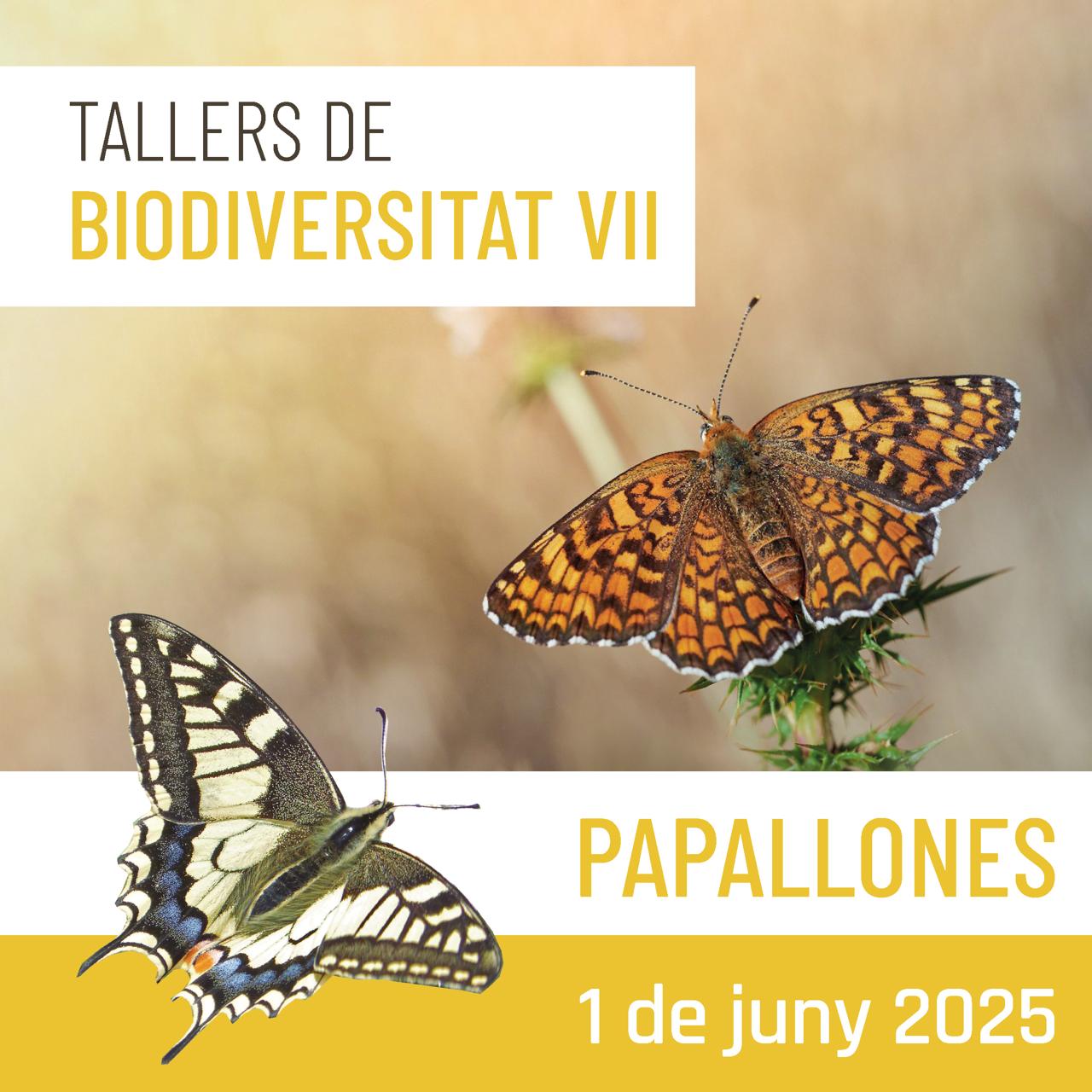 Taller de biodiversitat: Papallones Taller de biodiversitat: Papallones