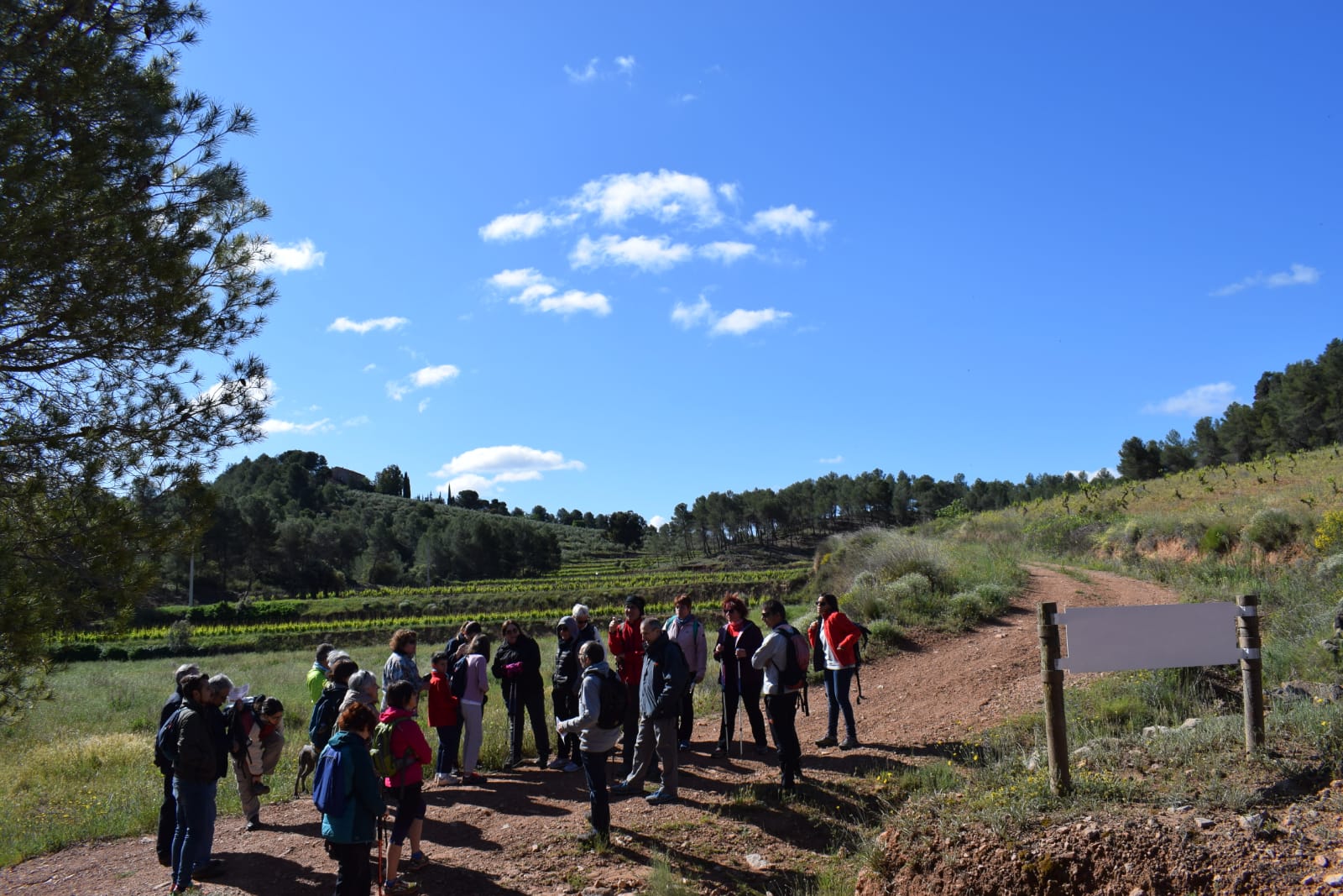 Els camins del vi