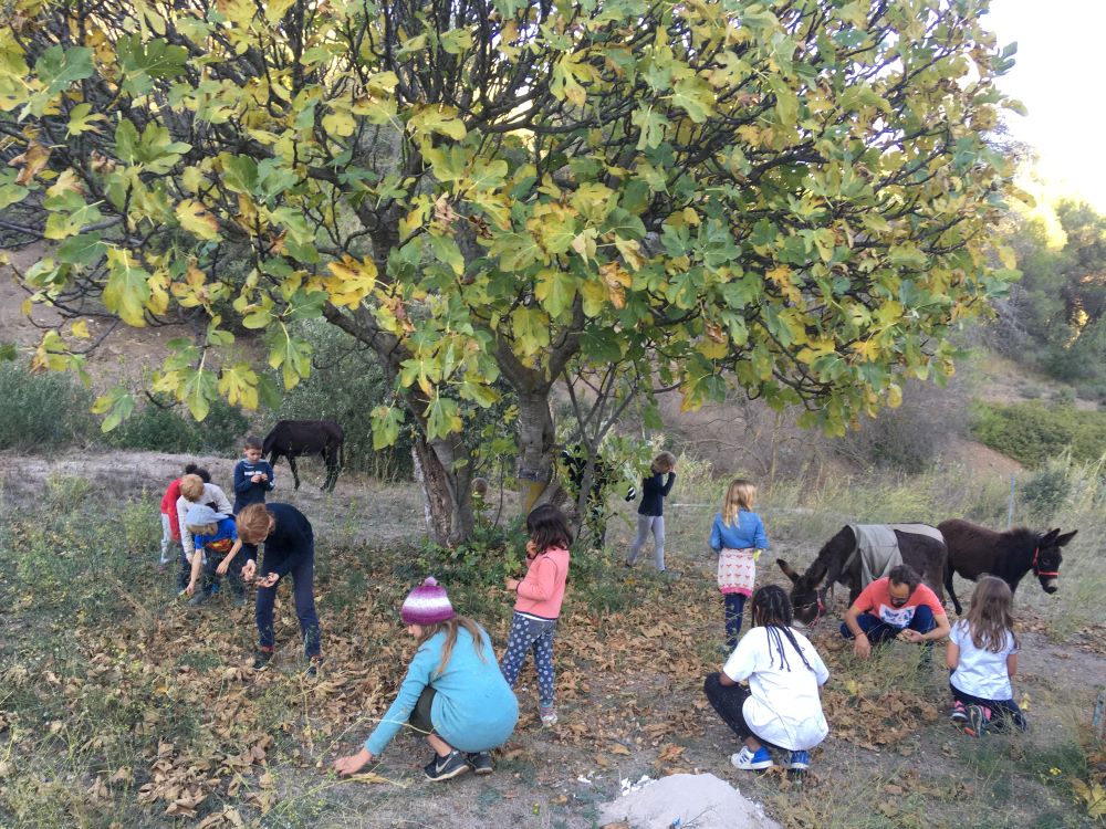 Descobrir la natura vora els camins