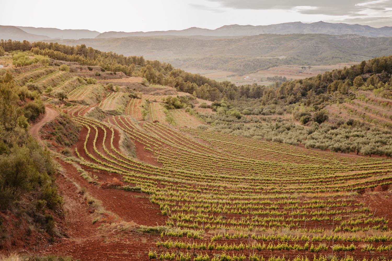 Els orígens del Celler Masroig Els orígens del Celler Masroig