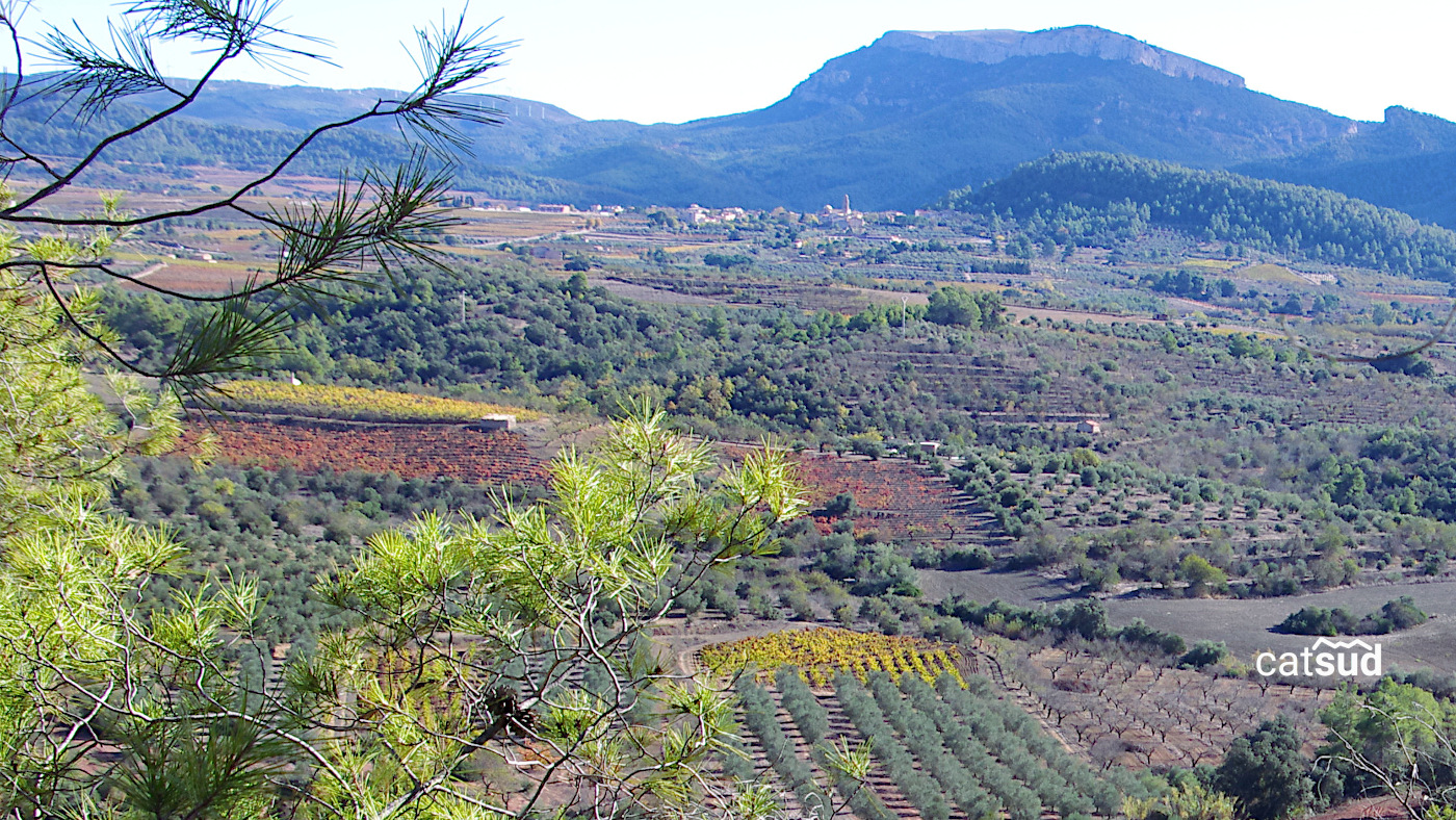Senderisme + tast d'olis biodinàmics