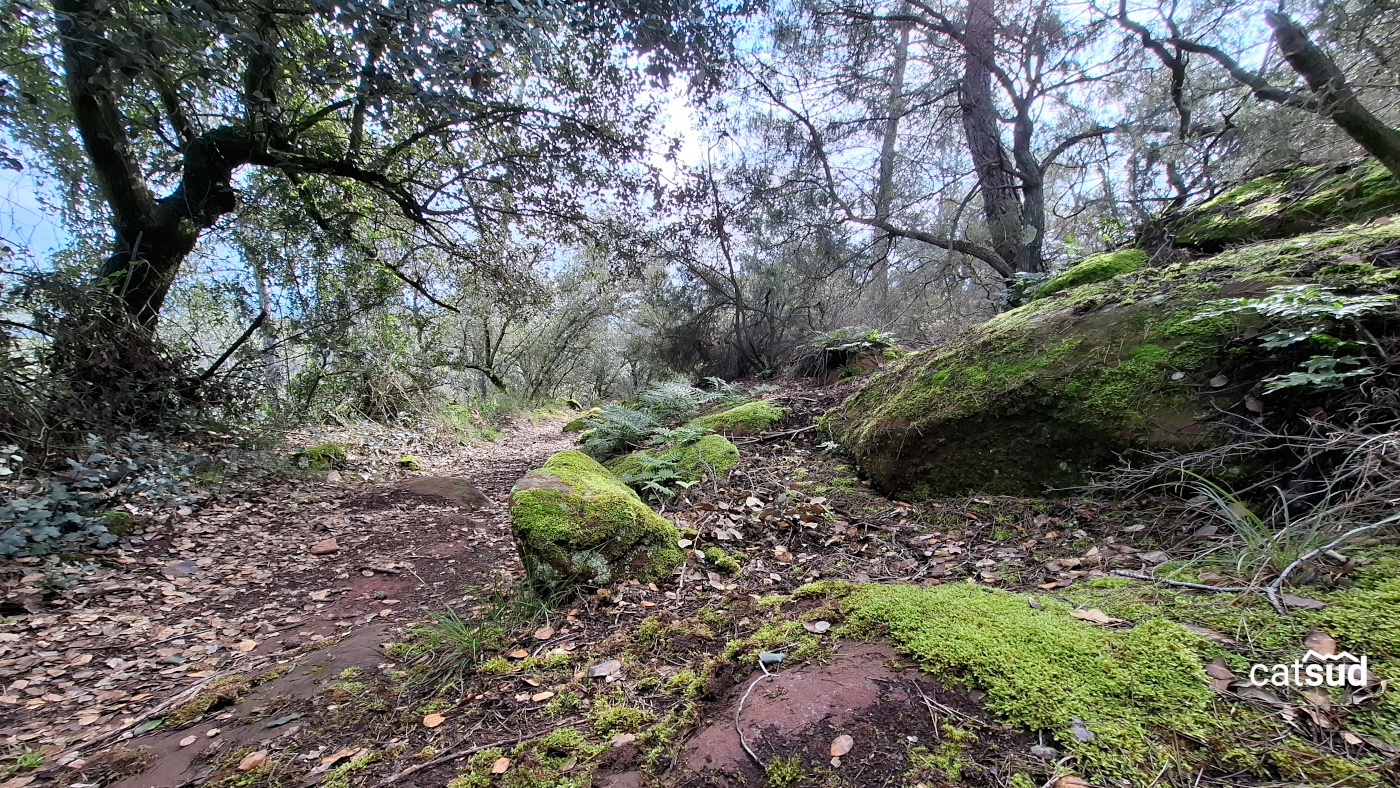 Ruta saludable