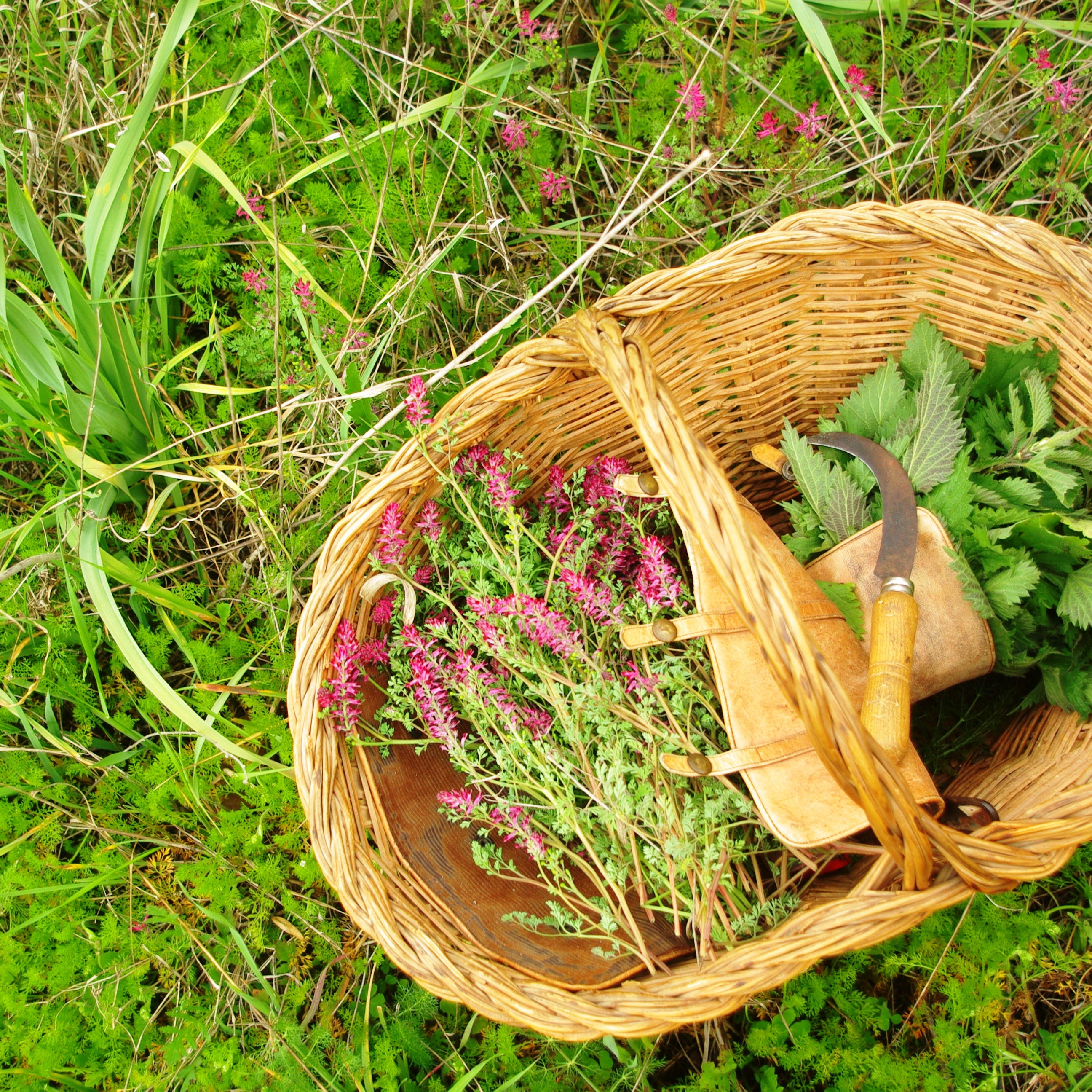 Els dons vegetals, Plantes per la Vida Els dons vegetals, Plantes per la Vida