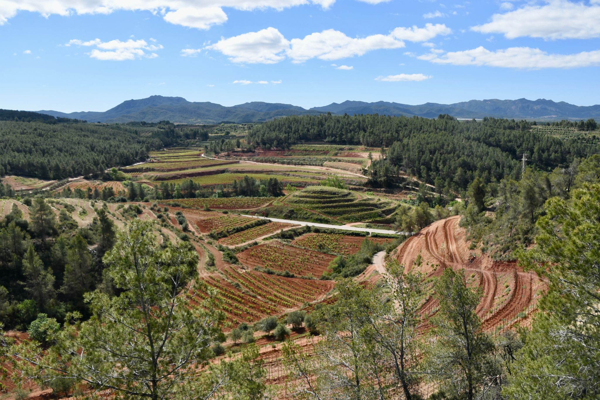 Experiència enoturística a Coca i Fitó