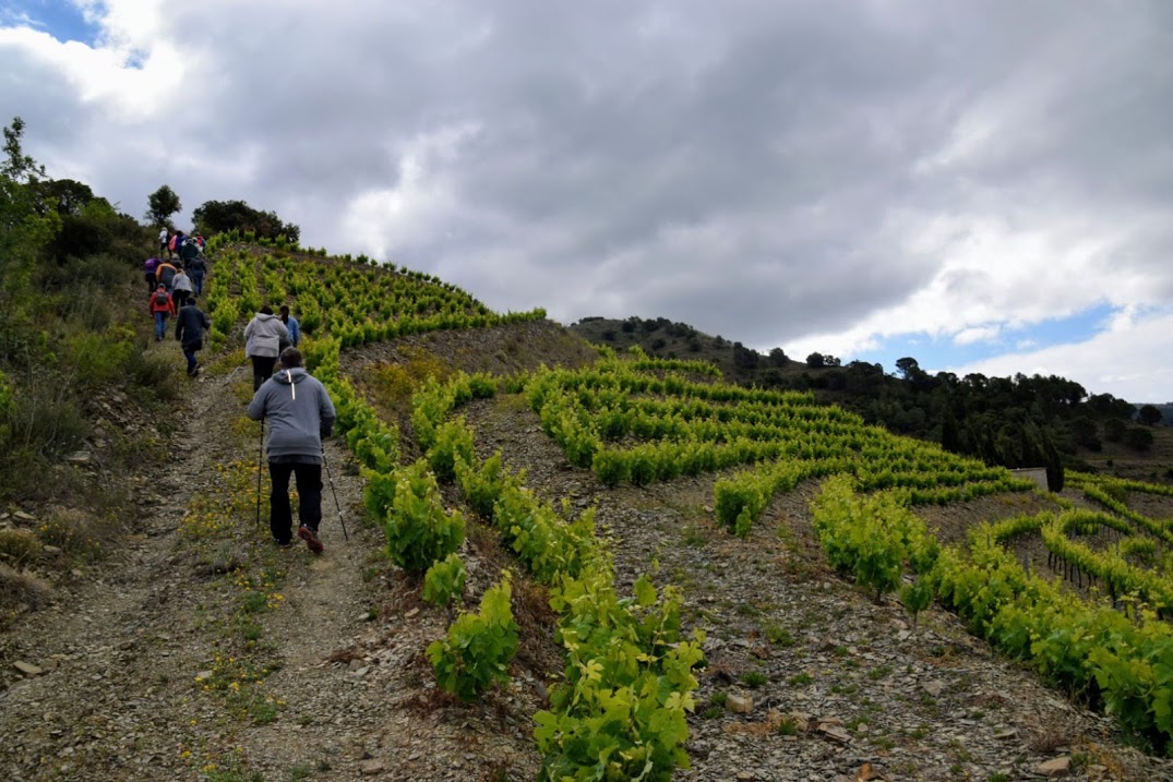 Els camins del vi