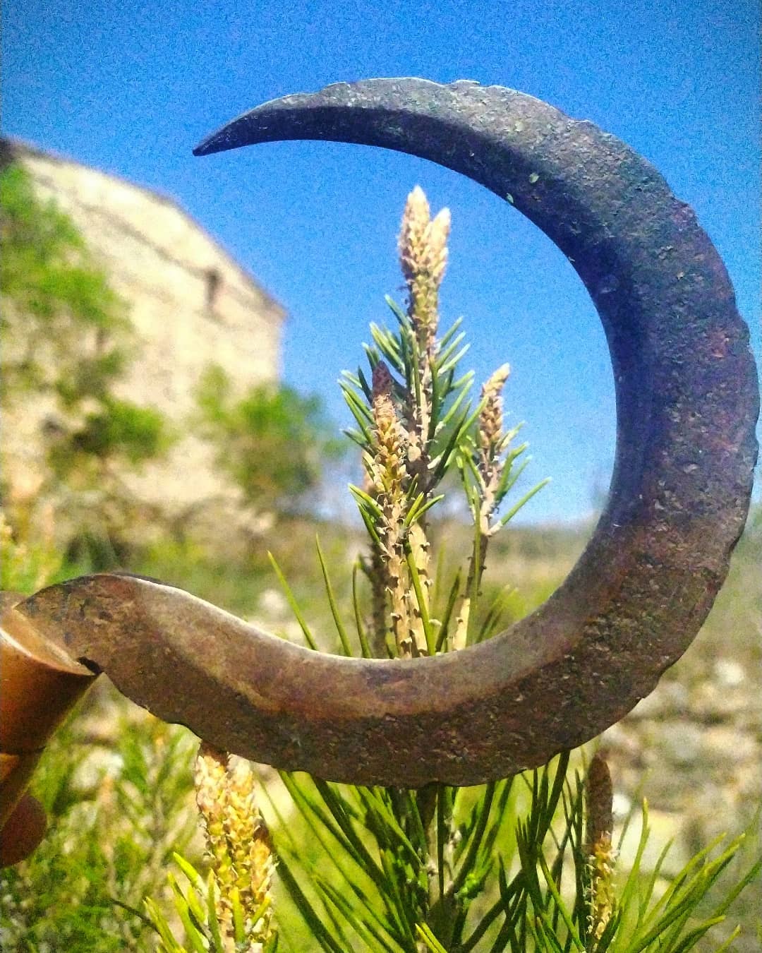 Els dons vegetals, plantes per la Vida 