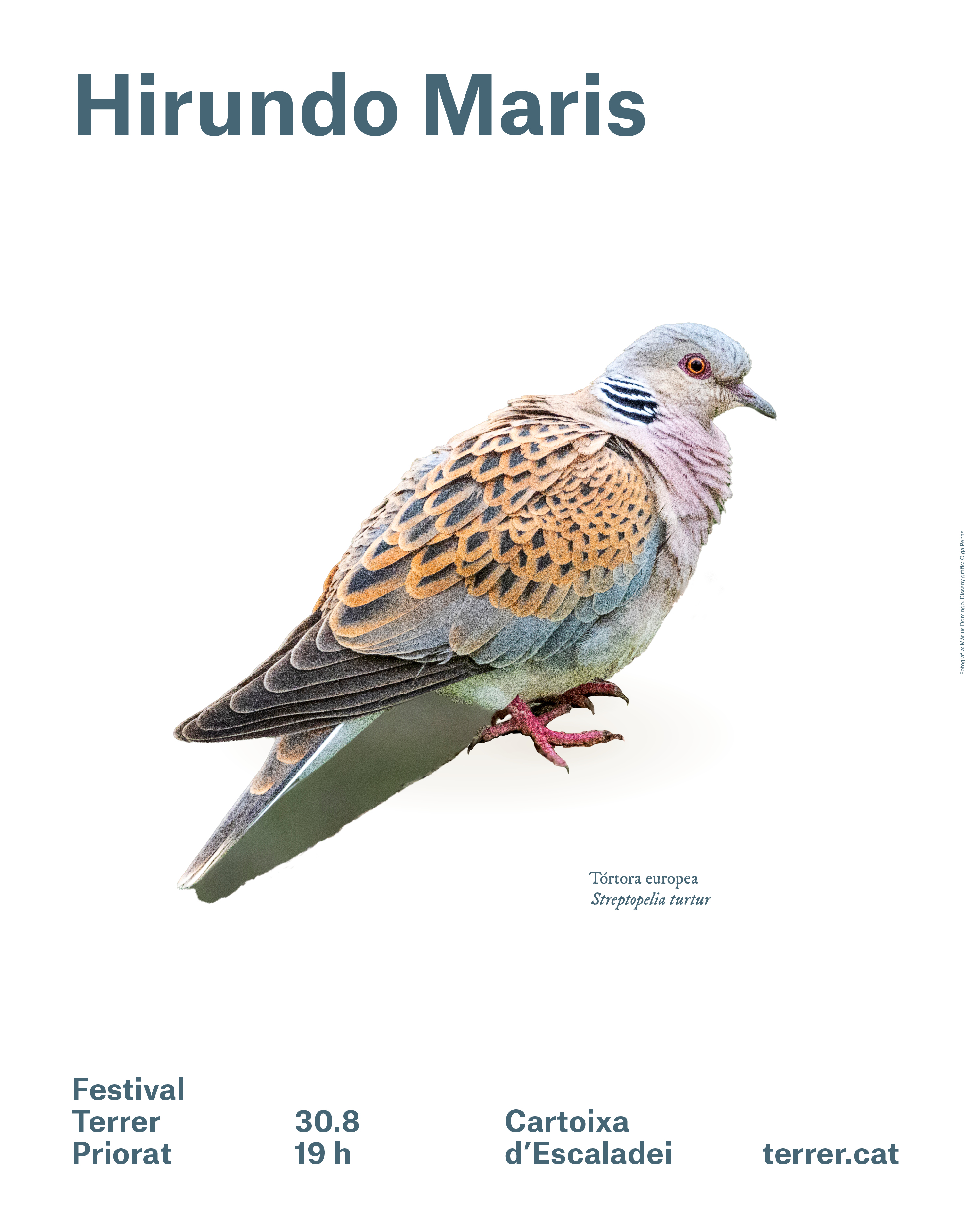 Concert de Hirundo Maris