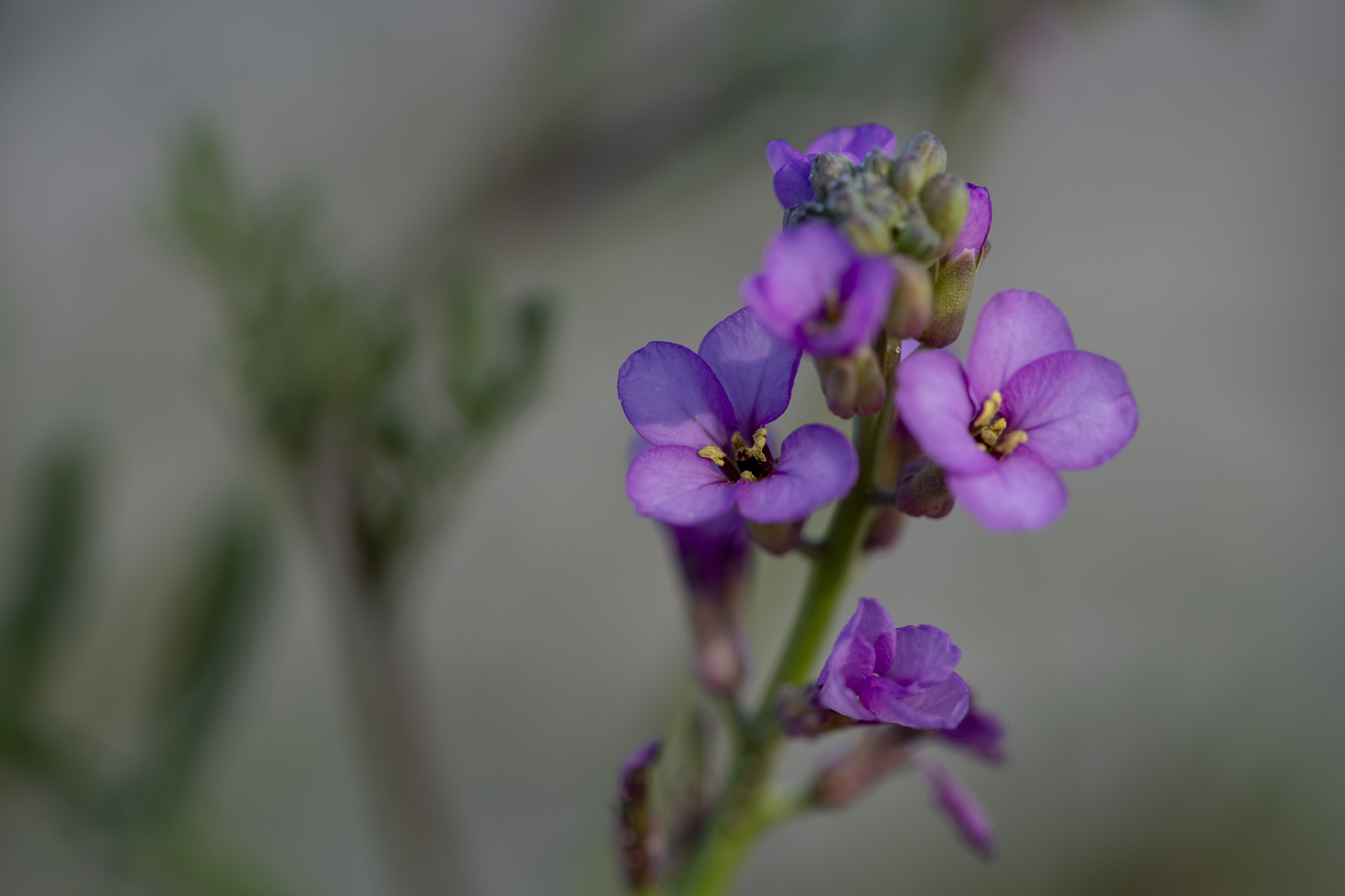 Itinerari-Taller de Macrofotografia aplicada a la botànica