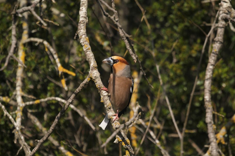 Ocells del bosc de ribera Ocells del bosc de ribera