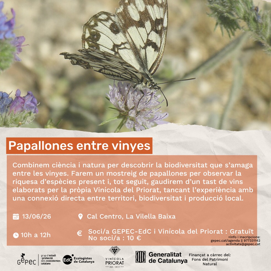Papallones entre vinyes