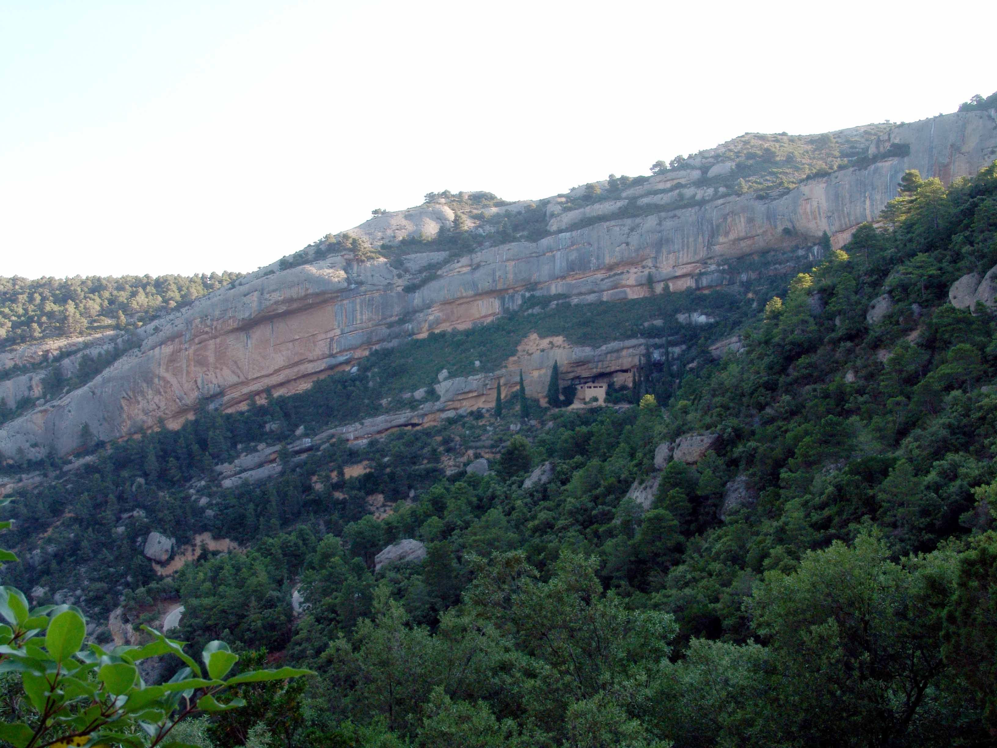 Vine a descobrir els secrets de l'alzinar del barranc de Sant Salvador.