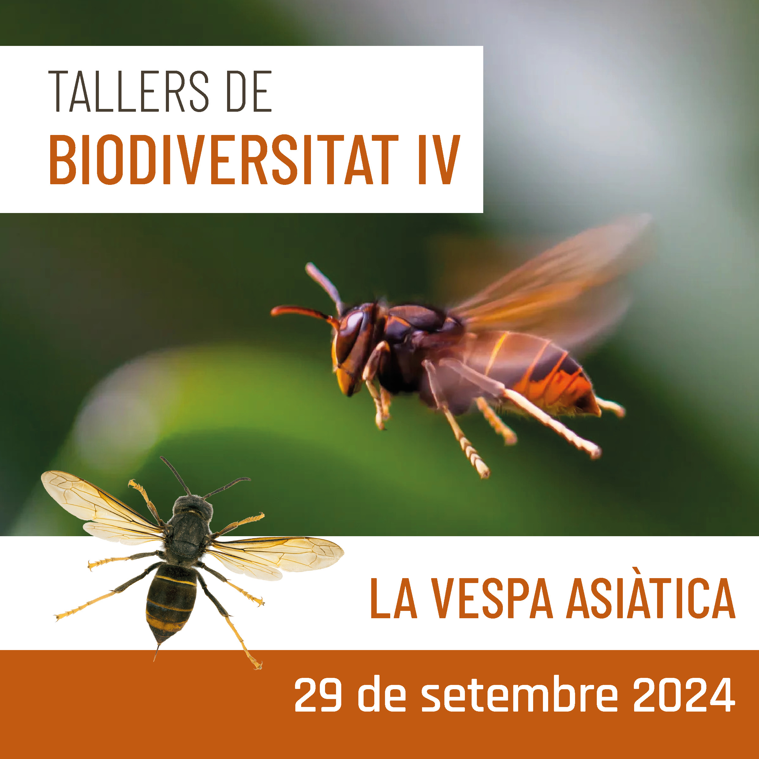 Tallers de biodiversitat IV: La vespa asiàtica Tallers de biodiversitat IV: La vespa asiàtica