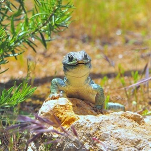 11maig_timon_lepidus2.jpg