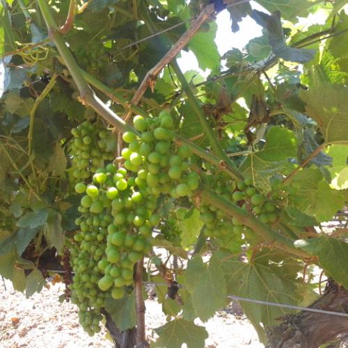 Tast de garnatxes blanques del Priorat