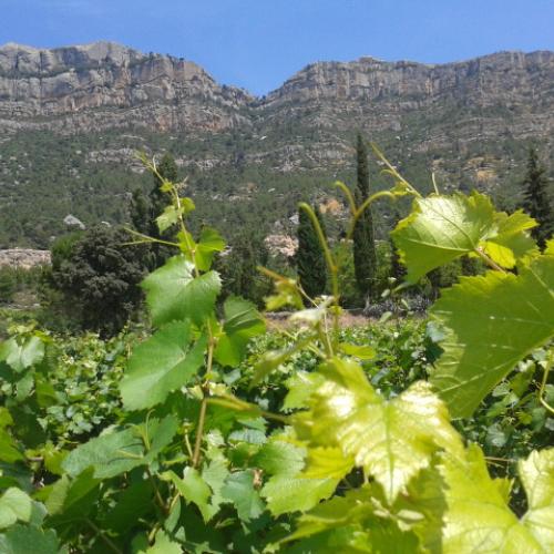 Tast de garnatxes blanques del Priorat