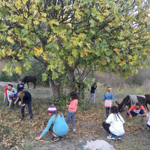 a_la_mandorla_hort_granja.jpg