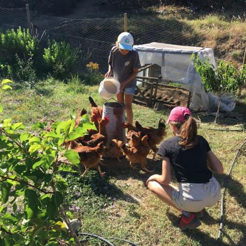 animals_granja.jpg