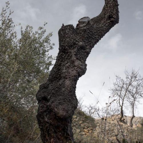 anomenat_montsant.jpg