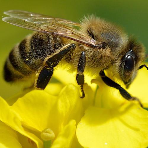 apis_mellifera_-_brassica_napus-150518.jpg