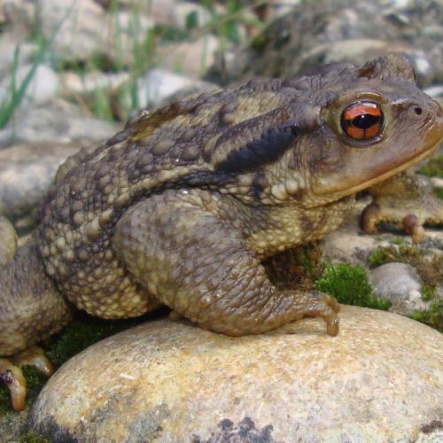 bufo_bufo_amfibis_reptils.jpg