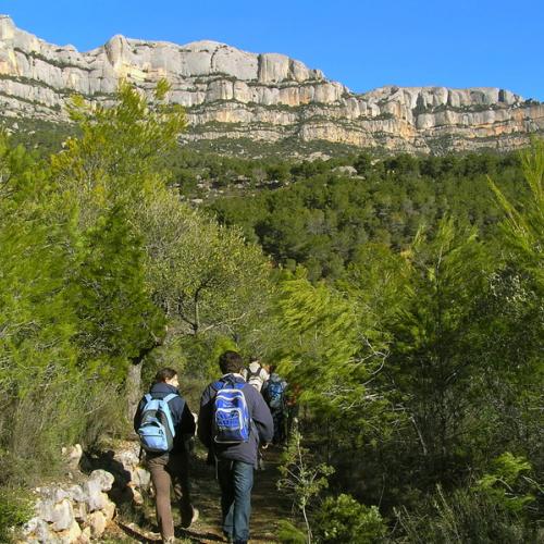 VINS CARTOIXANS SOTA LES LLÀGRIMES DE SANT LLORENÇ