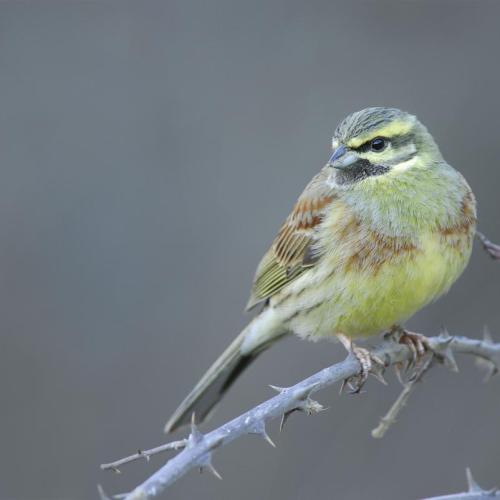 curs_ico_-_emberiza_cirlus_-_jordi_bas.jpg