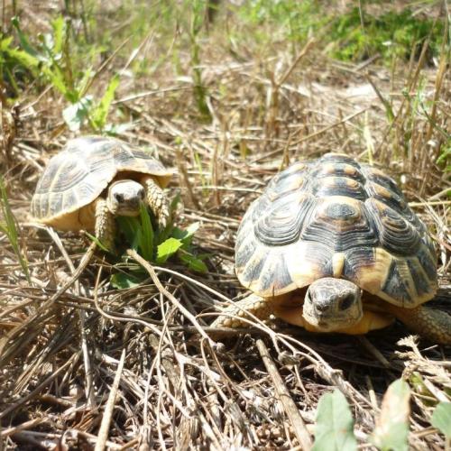 descobreix_tortugeus.jpg