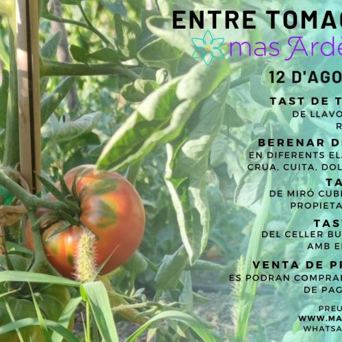 entre_tomaques_mas_ardevol.jpg
