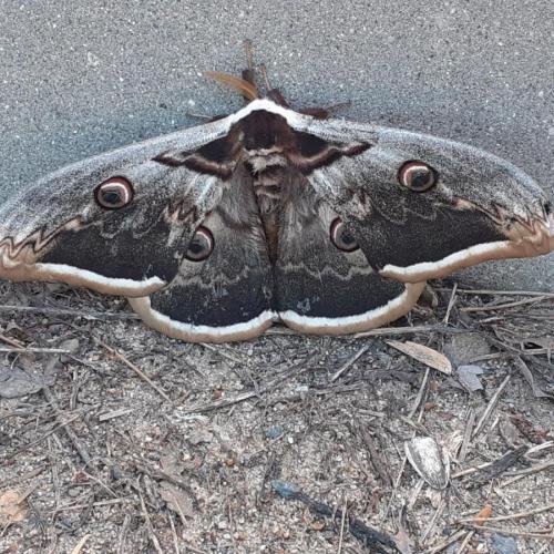 fauna_nocturna.jpg