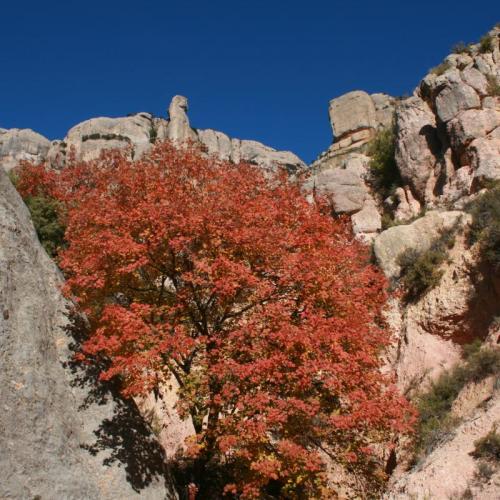 fotografia_tardor.jpg