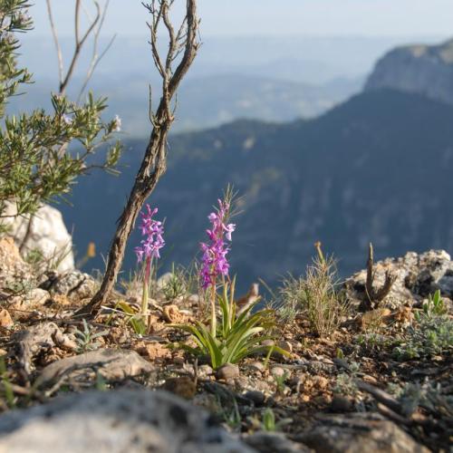 orchis_mascula2c_carena_serra_major_28montsant29.jpg