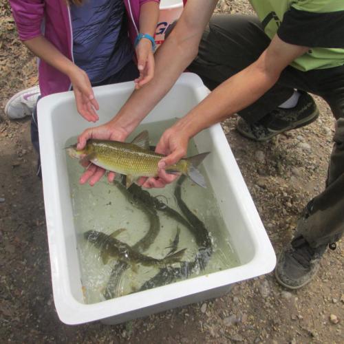 peixos.jpg