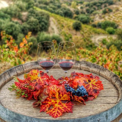 Tast de vi novell 2021 al Celler Devinssi (DOQ Priorat) durant la segona #SetmanaViCatalà