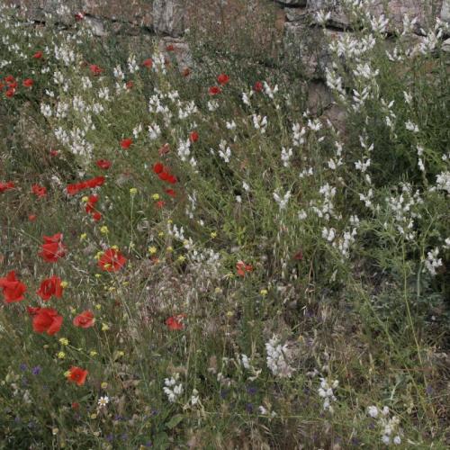 plantes_conreus.jpg