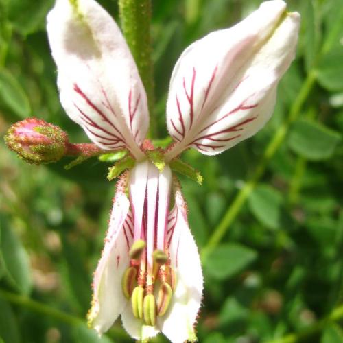pnmon_flora_dictamnus_hispanicus_maurici.jpg