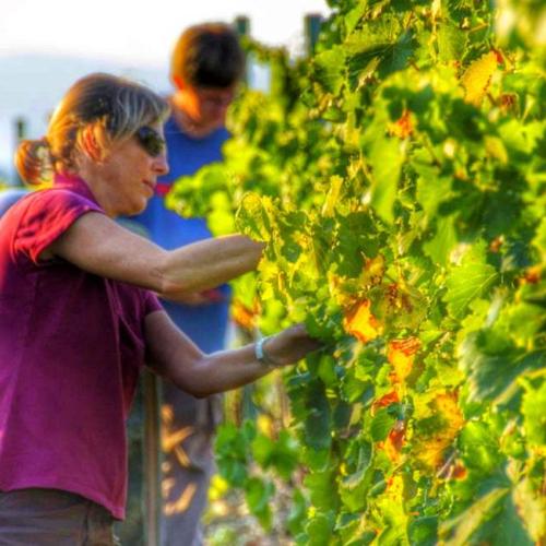 priorat_grape_harvest_gratallops_celler_devinssi_2021_5.jpg