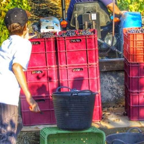 Taller de verema al Celler Devinssi, Gratallops, DOQ Priorat