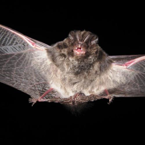 ratpenat_de_bosc_barbastella_barbastellus.jpg